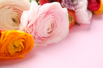 Beautiful ranunculus flowers on color background, closeup view. Space for text