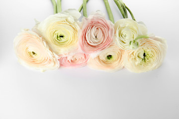 Beautiful spring ranunculus flowers on color background