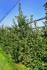 Fototapeta na wymiar Plantation apples