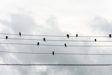 Group of small birds on electric wires just like a music score, in Joaquina Beach, Florianopolis, Brazil.