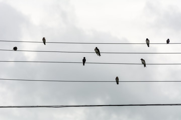 Group of small birds on electric wires just like a music score, in Joaquina Beach, Florianopolis,...