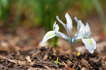 Dwarf Iris reticulata 