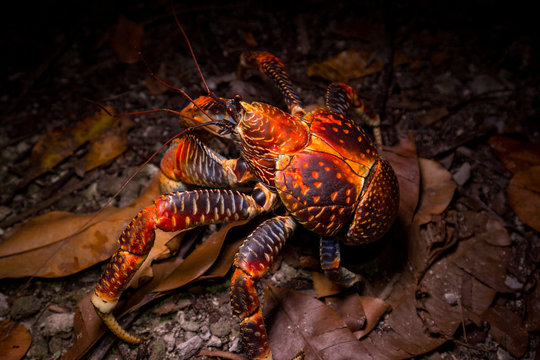 Robber Crab At Palmyra Atoll National Wildlife Refuge