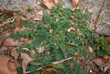 Erodium cicutarium