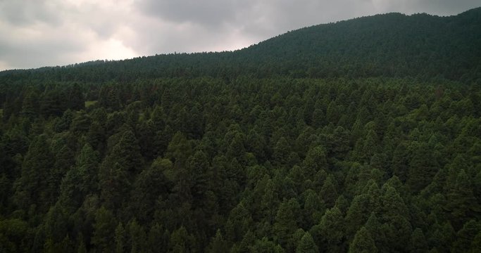 Pine Woods, Mexico