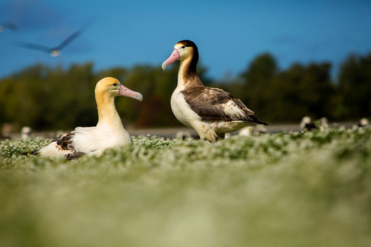 Short Tailed Albatrosses At Midway Atoll National Wildlife Refuge