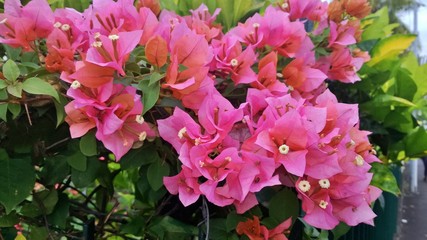 Bougainnvillier