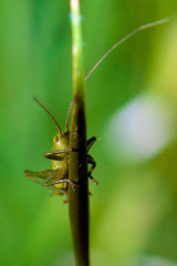 grasshopper on leaf