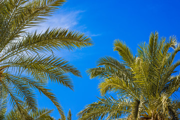 Fototapeta na wymiar palm trees scenic tropic landscape summer Instagram fashion photography foreshortening from below on vivid blue sky background