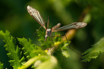 mosquito on a flower