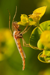 mosquito on a flower