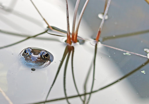 Frosch
