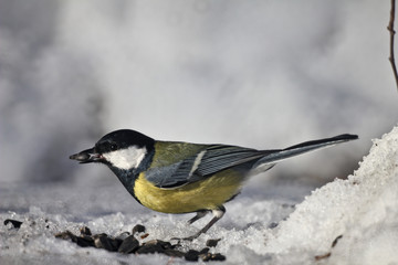 great tit on snow
