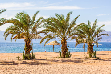 Fototapeta premium summer vacation travel concept photography sand beach and palm trees on Red sea picturesque scenery landscape background, picture for touristic agency 
