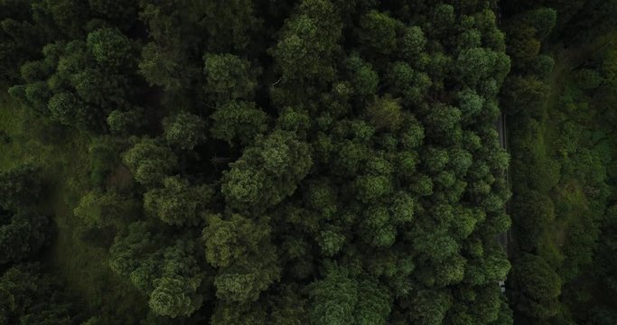 Pine Forest, Mexico