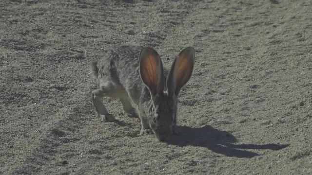 Jack Rabbit On Dirt Road
