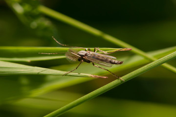 mosquito on a flower