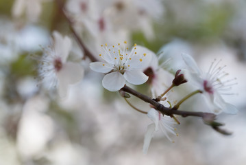 delicate white flowers of plum tree in early spring. small depth of field