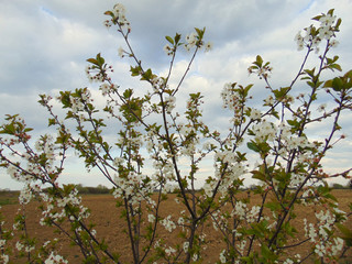 Single cherry blossom branch.