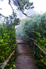 Camino parque Fray Jorge, Parque nacional.