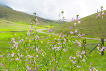 Meadow with Flowers