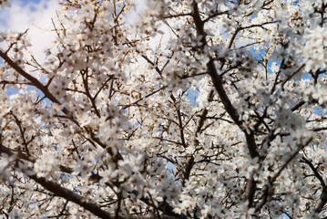 delicate white flowers of plum tree in early spring. small depth of field