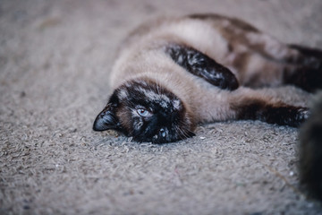 Siamese cat frolics on the carpet