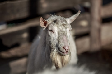 Goat walking in the pen