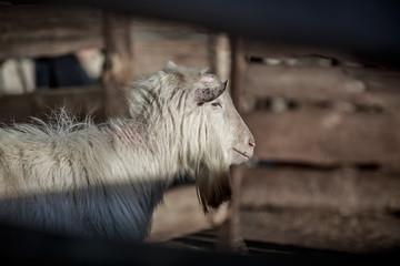 Goat walking in the pen