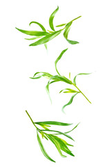 Fresh tarragon leaves