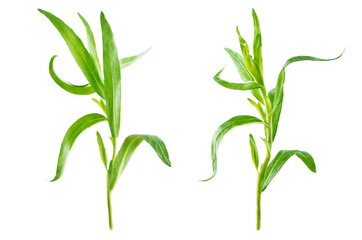 Fresh tarragon leaves