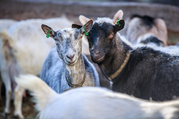 Goats are walking in the pen
