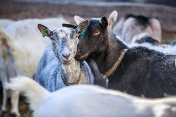 Fototapeta premium Goats are walking in the pen