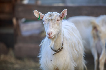 Goats are walking in the pen