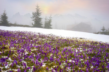 Crocuses - snowy flowers of spring