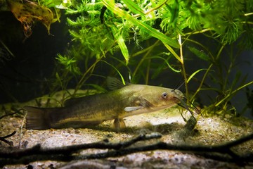 dangerous invasive freshwater predator fish Channel catfish, Ictalurus punctatus, demonstrating natural behaviour in biotope aquarium