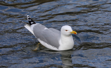 gull on the water