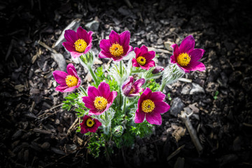 blossom of the pulsatilla vulgaris in garden