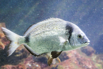 Fisch, Fische im Riff