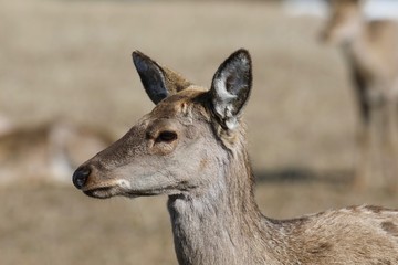 portrait of a deer