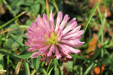 Obraz premium Pink clover flower in the meadow, closeup