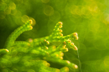 Germination Plants Growing Seeds Sprout Grow, Growth Concept, Animated Sun Rays, Spring Sunrise With Rotating Young Peppers