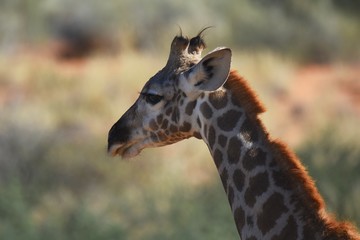 Junge Giraffe im Kgalagadi Transfrontier Nationalpark in Südafrika