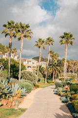 Fototapeta premium Palm trees along a path at Treasure Island Park, in Laguna Beach, Orange County, California