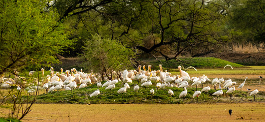 A flock of Great white pelicans (Pelecanus onocrotalus), Bharatpur Bird Sanctuary