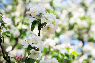 blossom branch tree flower spring bouquet background