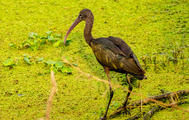 Glossy Ibis, Bharatpur Bird Sanctuary