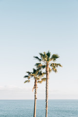 Palm trees and the Pacific Ocean at Treasure Island Park, in Laguna Beach, Orange County, California