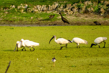 Obraz na płótnie Canvas Flock of birds, Bharatpur Bird Sanctuary