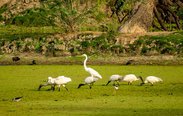 Flock of birds, Bharatpur Bird Sanctuary
